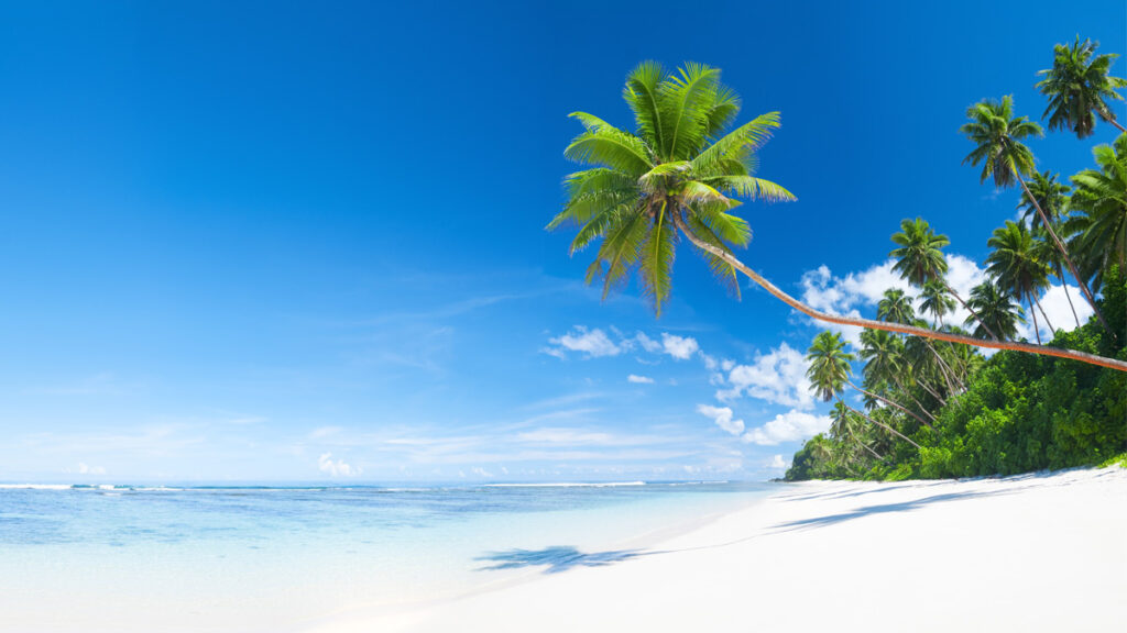 Beautiful beach with white sand and a leaning palm tree