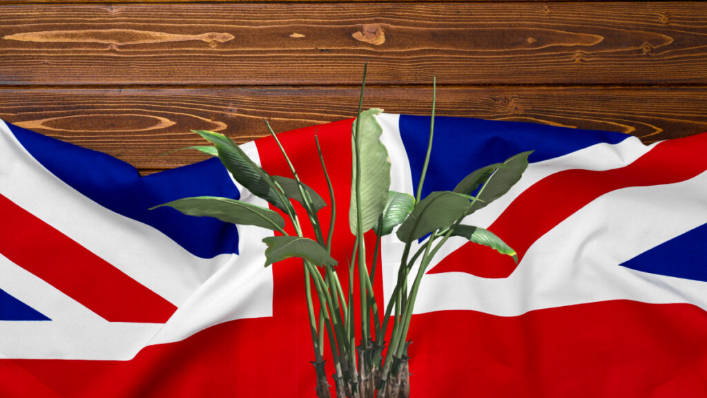 Plant with Union Jack in the background